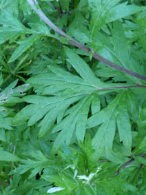 Artemisia vulgaris